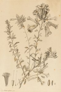 Periphragmos Species, 1787 - Pierre Joseph Redouté